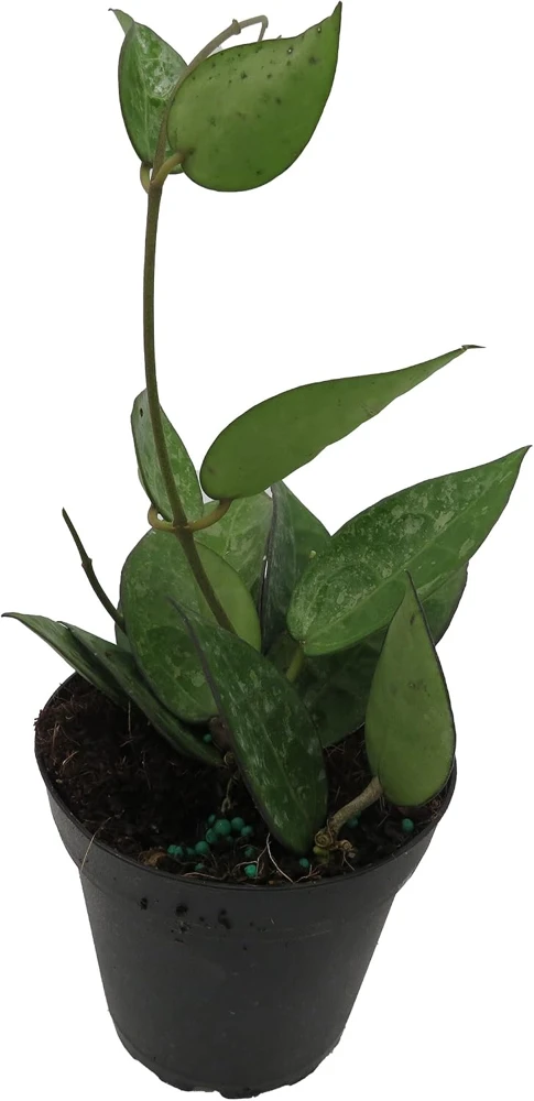 Hoya Parasitica 'Black Margin' Live Plant – 4 inch Pot – Indoor - Image 4