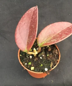 Hoya Penny's Treat Live Plant - Rooted Hybrid in 2.5 inch Pot - Indoor Foliage - Image 2