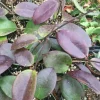 Hoya Penny's Treat Live Plant - Rooted Hybrid in 2.5 inch Pot - Indoor Foliage - Image 1