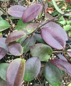 Hoya Penny's Treat Live Plant - Rooted Hybrid in 2.5 inch Pot - Indoor Foliage - Image 1
