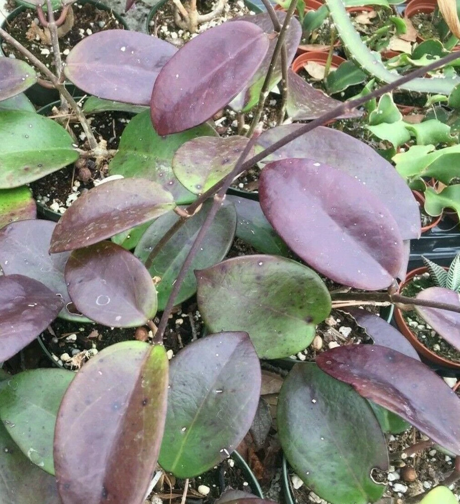 Hoya Penny's Treat Live Plant - Rooted Hybrid in 2.5 inch Pot - Indoor Foliage - Image 1