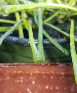 Hoya Retusa Wax Plant Live Plant - Unique Indoor Houseplant - 2 inch Pot - Image 2