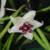 Hoya Retusa Wax Plant Live Plant - Unique Indoor Houseplant - 2 inch Pot - Image 1