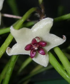 Hoya Retusa Wax Plant Live Plant - Unique Indoor Houseplant - 2 inch Pot - Image 1
