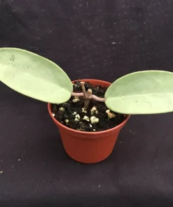 Hoya Silver Dollar Live Plant – Rooted in 2.5 Inch Pot – Indoor Houseplant - Image 2