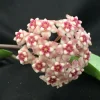 Hoya Silver Dollar Live Plant – Rooted in 2.5 Inch Pot – Indoor Houseplant - Image 1