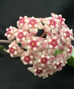 Hoya Silver Dollar Live Plant – Rooted in 2.5 Inch Pot – Indoor Houseplant - Image 1