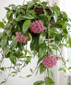 Hoya Silver Pubicalyx Live Plant - 4 Inch Pot, Silver Splash Wax Plant, Trailing Indoor Houseplant - Image 2