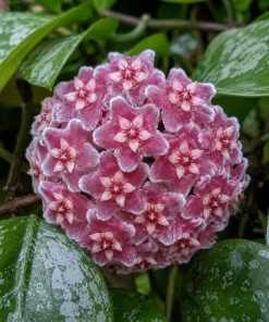 Hoya Silver Pubicalyx Live Plant - 4 Inch Pot, Silver Splash Wax Plant, Trailing Indoor Houseplant - Image 3