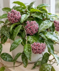 Hoya Silver Pubicalyx Live Plant - 4 Inch Pot, Silver Splash Wax Plant, Trailing Indoor Houseplant - Image 4