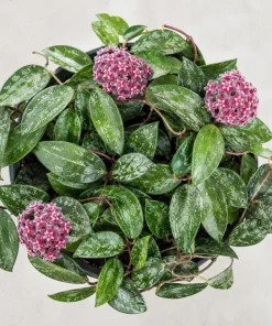 Hoya Silver Pubicalyx Live Plant - 4 Inch Pot, Silver Splash Wax Plant, Trailing Indoor Houseplant - Image 5