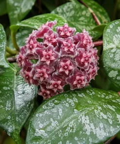 Hoya Silver Pubicalyx Live Plant - 4 Inch Pot, Silver Splash Wax Plant, Trailing Indoor Houseplant - Image 7