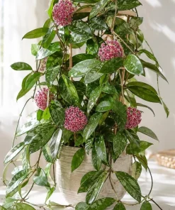 Hoya Silver Pubicalyx Live Plant - 4 Inch Pot, Silver Splash Wax Plant, Trailing Indoor Houseplant - Image 8