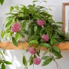 Hoya Silver Pubicalyx Live Plant - 4 Inch Pot, Silver Splash Wax Plant, Trailing Indoor Houseplant - Image 1