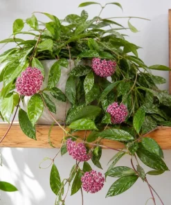 Hoya Silver Pubicalyx Live Plant - 4 Inch Pot, Silver Splash Wax Plant, Trailing Indoor Houseplant - Image 1