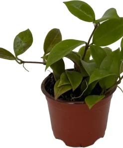 Hoya Sunrise Live Plant – 4" Pot – Easy Care Houseplant – Indoor - Image 2