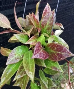 Hoya Sunrise Live Plant – 4