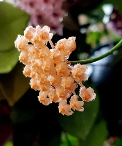 Hoya Sunrise Live Plant – 4
