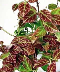 Hoya Sunrise Live Plant – 4