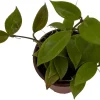 Hoya Sunrise Live Plant – 4" Pot – Easy Care Houseplant – Indoor - Image 1