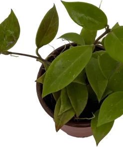 Hoya Sunrise Live Plant – 4