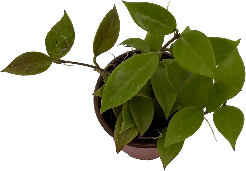 Hoya Sunrise Live Plant – 4" Pot – Easy Care Houseplant – Indoor - Image 1