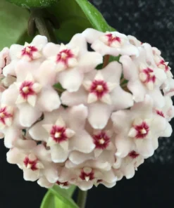 Hoya Swiffer's Tail RHM-022 Live Plant - Unique Hybrid in 2.5" Pot - Image 2