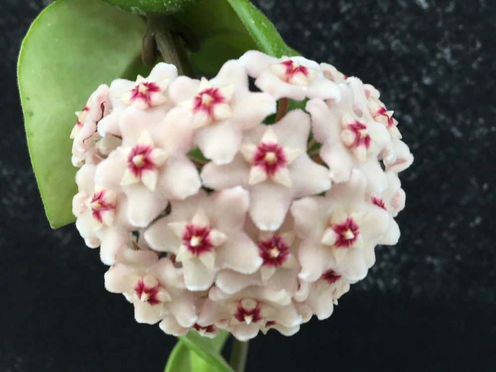 Hoya Swiffer's Tail RHM-022 Live Plant - Unique Hybrid in 2.5" Pot - Image 2