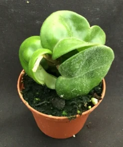 Hoya Swiffer's Tail RHM-022 Live Plant - Unique Hybrid in 2.5