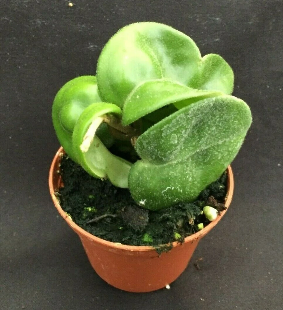 Hoya Swiffer's Tail RHM-022 Live Plant - Unique Hybrid in 2.5" Pot - Image 3