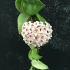 Hoya Swiffer's Tail RHM-022 Live Plant - Unique Hybrid in 2.5" Pot - Image 1