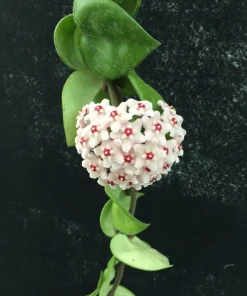Hoya Swiffer's Tail RHM-022 Live Plant - Unique Hybrid in 2.5