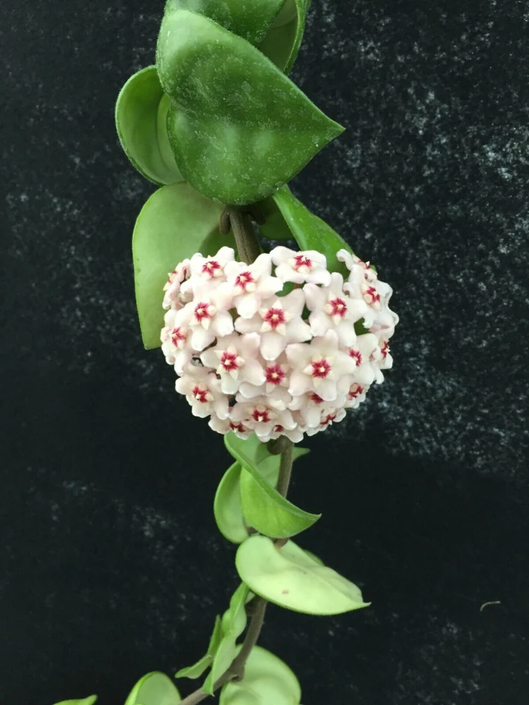 Hoya Swiffer's Tail RHM-022 Live Plant - Unique Hybrid in 2.5" Pot - Image 1