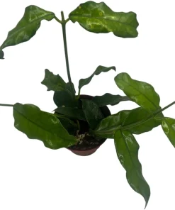 Hoya Villosa Globulosa Live Plant – Textured Leaves – 4
