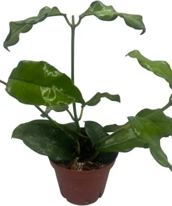 Hoya Villosa Globulosa Live Plant – Textured Leaves – 4