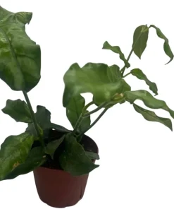 Hoya Villosa Globulosa Live Plant – Textured Leaves – 4