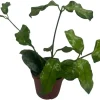 Hoya Villosa Globulosa Live Plant – Textured Leaves – 4" Pot – Indoor - Image 1