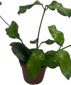Hoya Villosa Globulosa Live Plant – Textured Leaves – 4