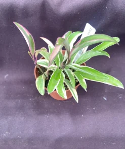 Hoya Wayetii 'Lori Lyn' Live Plant - Variegated Hoya, 2.5