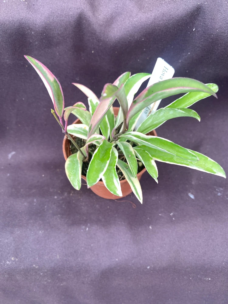 Hoya Wayetii 'Lori Lyn' Live Plant - Variegated Hoya, 2.5" Pot - Image 2