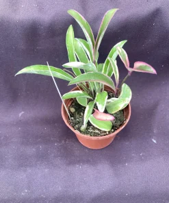 Hoya Wayetii 'Lori Lyn' Live Plant - Variegated Hoya, 2.5