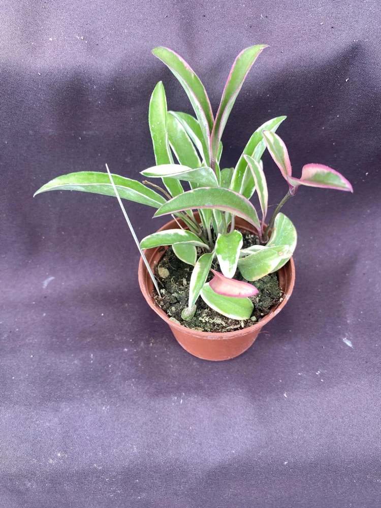 Hoya Wayetii 'Lori Lyn' Live Plant - Variegated Hoya, 2.5" Pot - Image 3