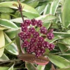 Hoya Wayetii 'Lori Lyn' Live Plant - Variegated Hoya, 2.5" Pot - Image 1
