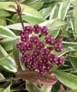 Hoya Wayetii 'Lori Lyn' Live Plant - Variegated Hoya, 2.5