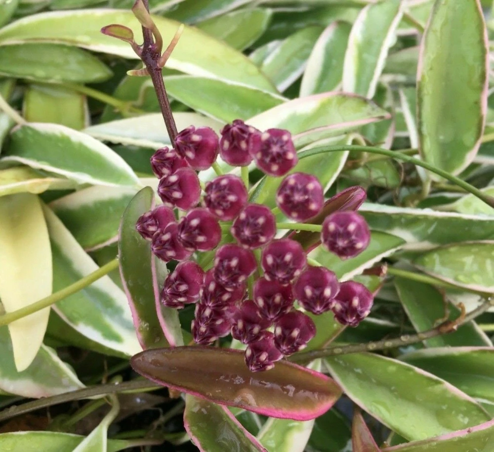 Hoya Wayetii 'Lori Lyn' Live Plant - Variegated Hoya, 2.5" Pot - Image 1