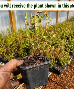 Huckleberry Live Plant - Sweet Black Bushes, 4-7 Inch Tall, 4 Inch Pot, Outdoor - Image 2