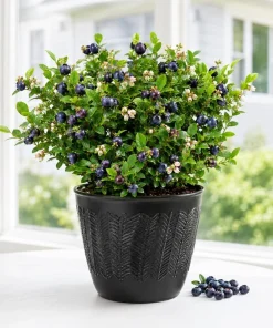 Huckleberry Live Plant - Sweet Black Bushes, 4-7 Inch Tall, 4 Inch Pot, Outdoor - Image 1