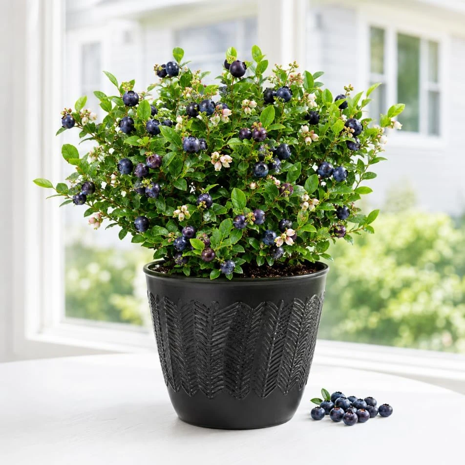 Huckleberry Live Plant - Sweet Black Bushes, 4-7 Inch Tall, 4 Inch Pot, Outdoor - Image 1