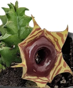 Huernia Reticulata Succulent Live Plant - Exotic Flower - 2.5 inch Pot - Image 2