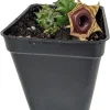 Huernia Reticulata Succulent Live Plant - Exotic Flower - 2.5 inch Pot - Image 1